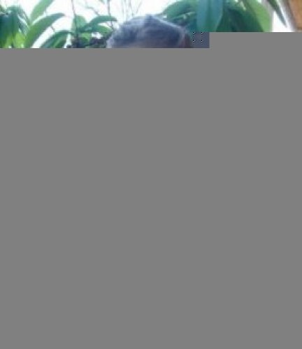 Индивидуалка Настя